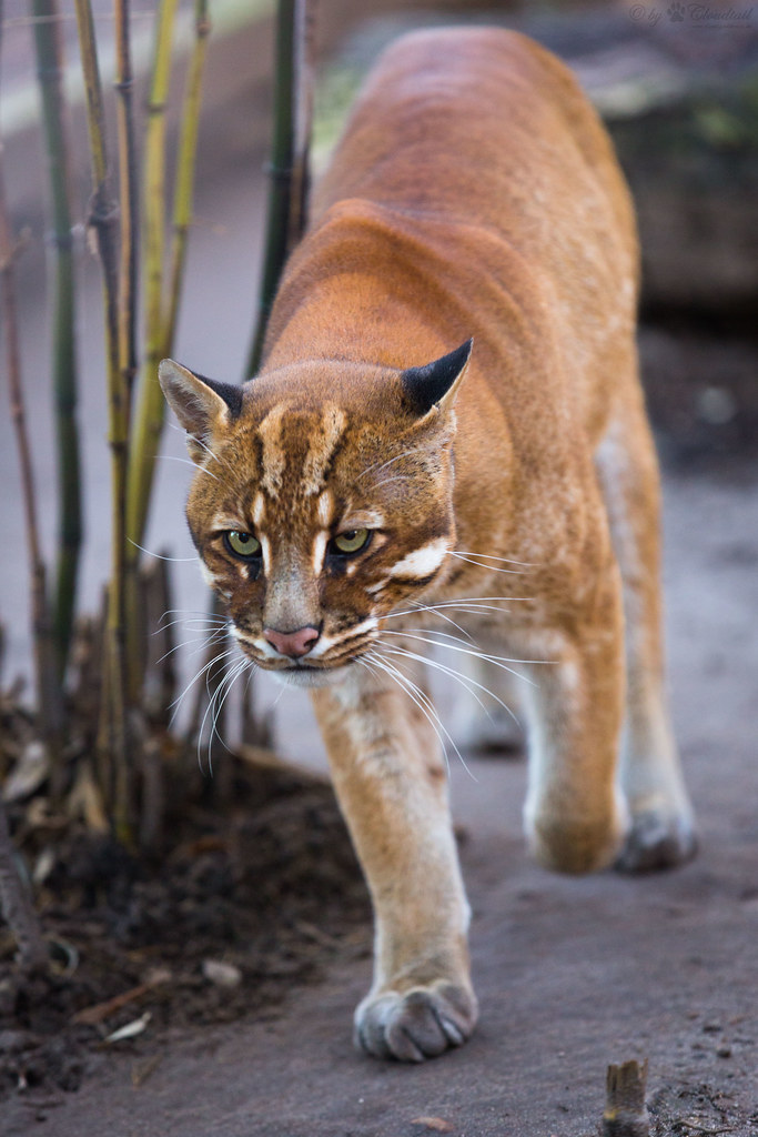 An Asian Golden Cat walking